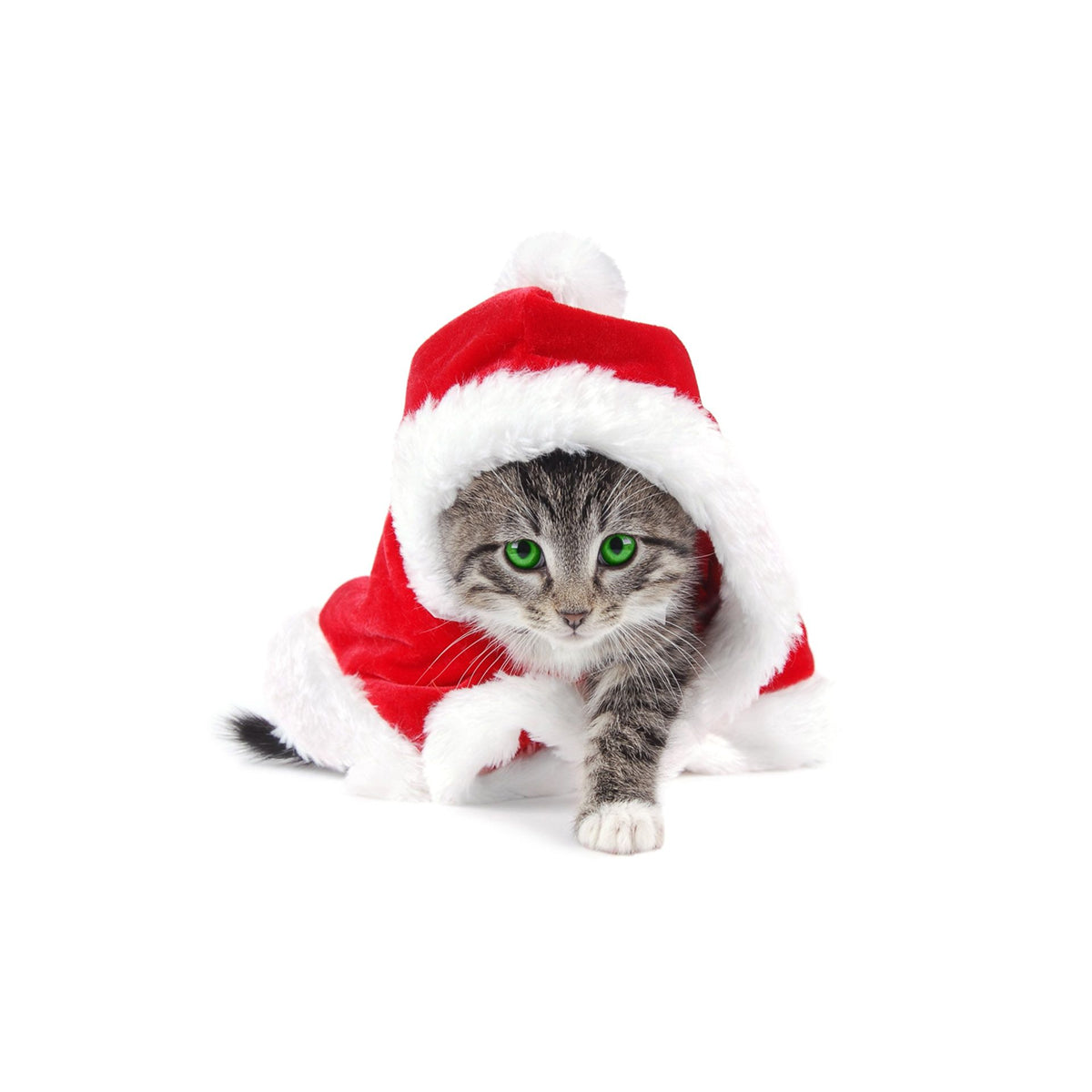 Red with white cat dress